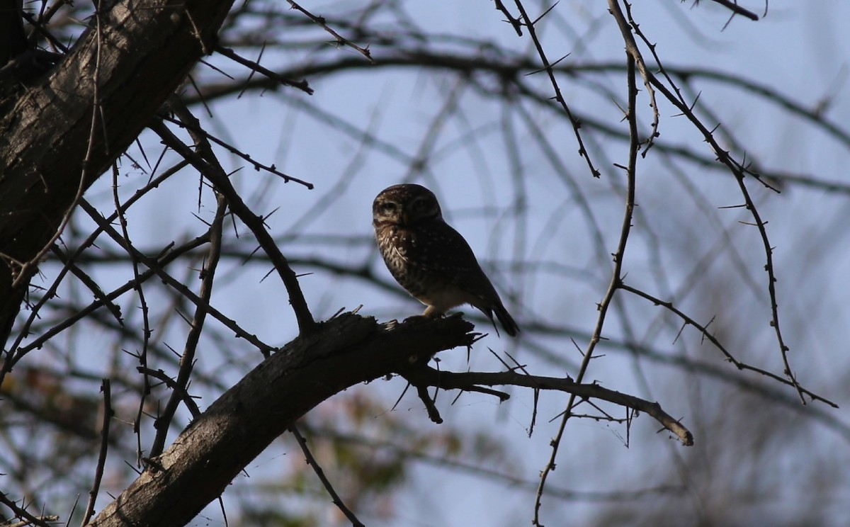 Spotted Owlet - Chandrika Khirani