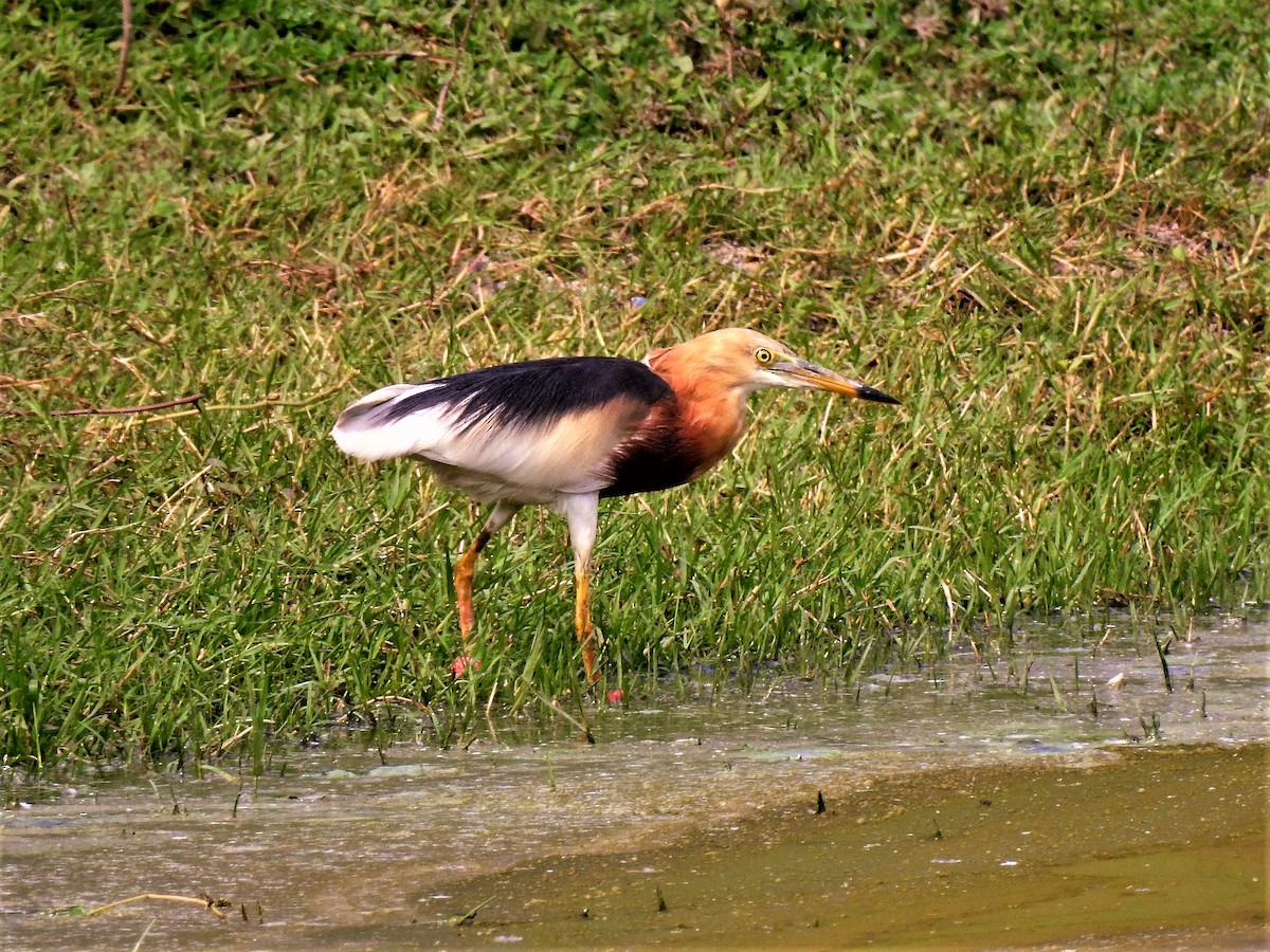 Javan Pond-Heron - Tuck Hong Tang