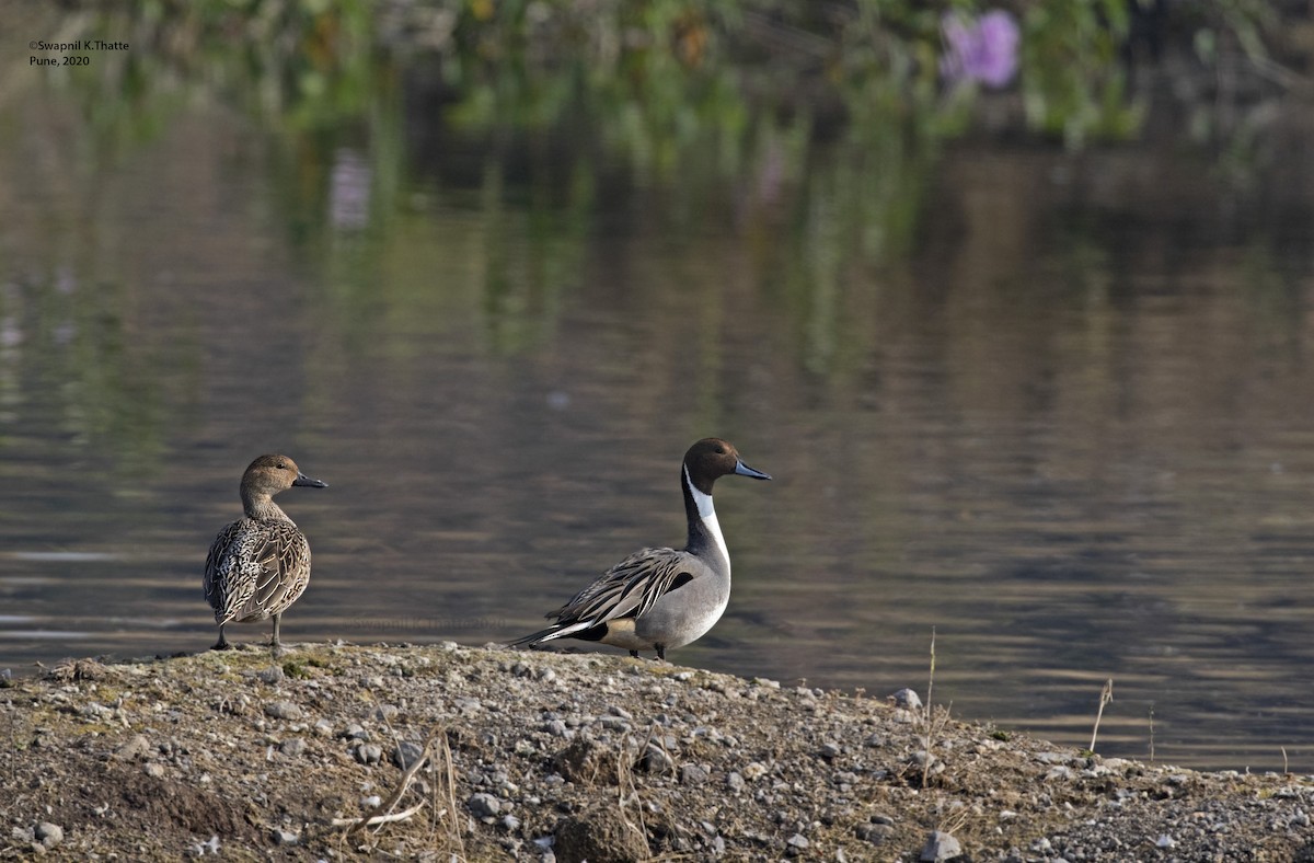 Northern Pintail - Swapnil Thatte