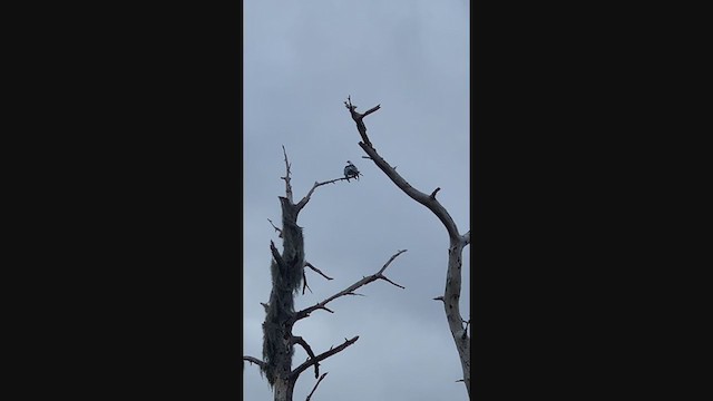 Swallow-tailed Kite - ML214392341