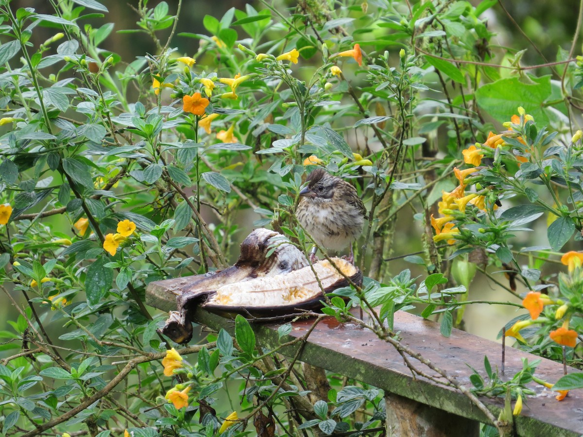 Rufous-collared Sparrow - ML214394361