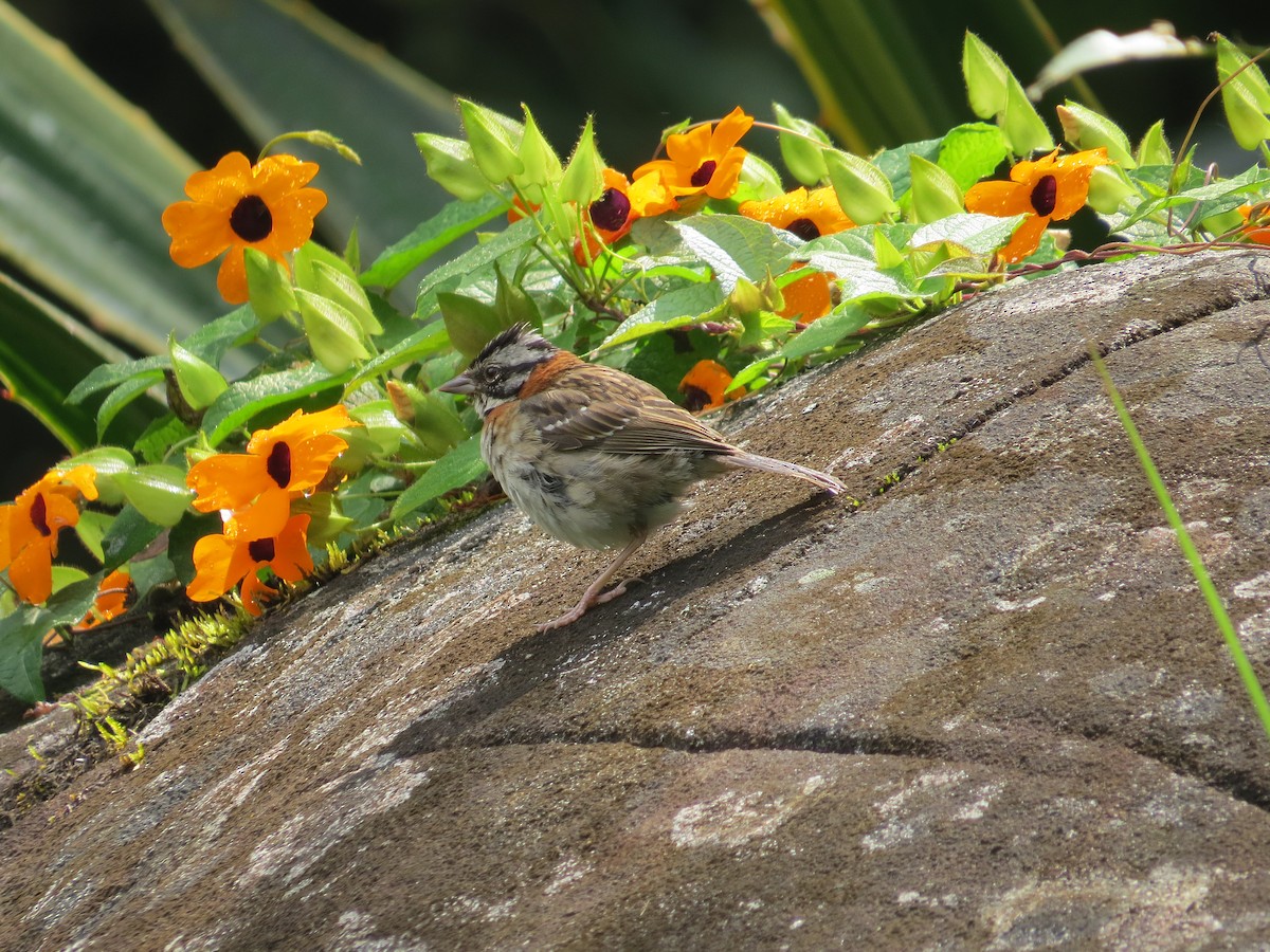 Rufous-collared Sparrow - ML214394371