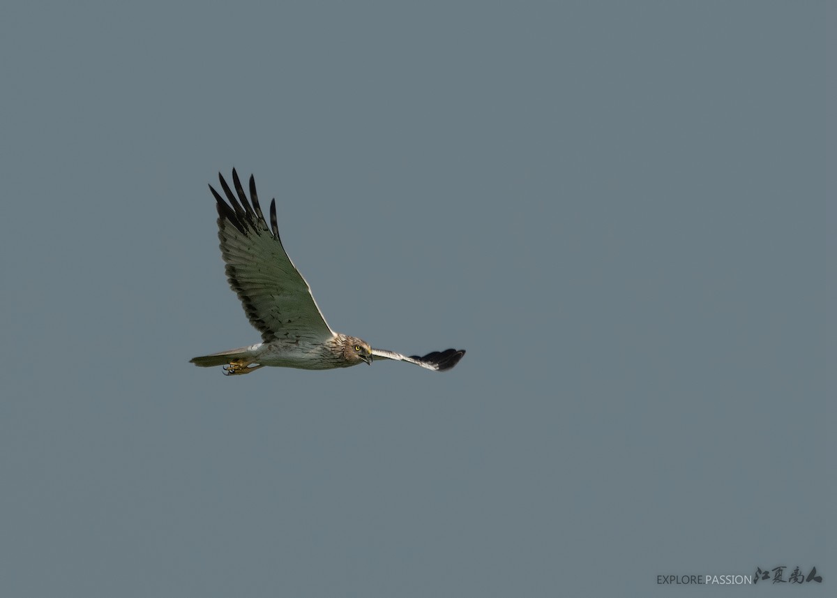 Eastern Marsh Harrier - Wai Loon Wong