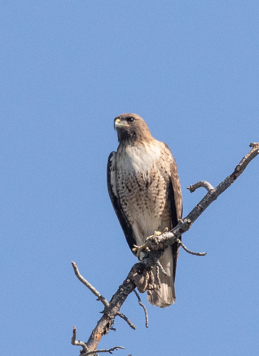 Red-tailed Hawk - ML214396031