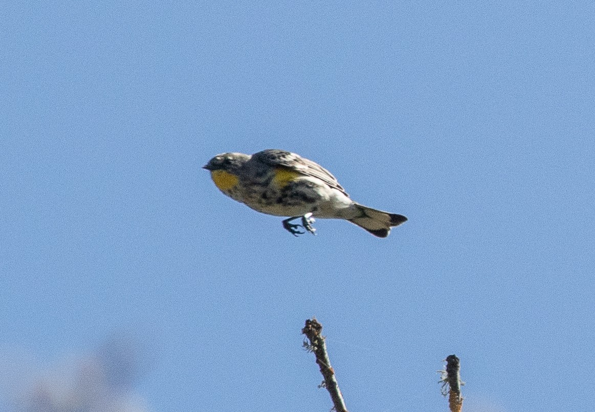 Yellow-rumped Warbler (Audubon's) - ML214396201