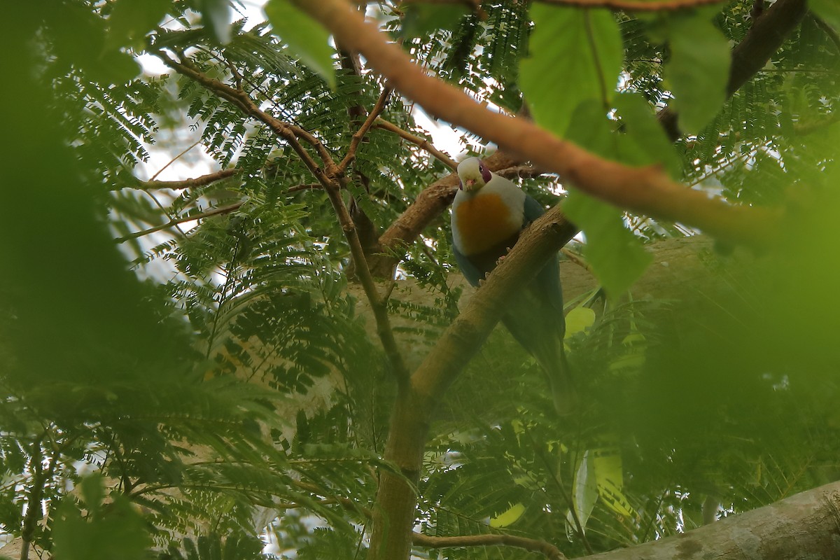 Yellow-breasted Fruit-Dove - ML214396281