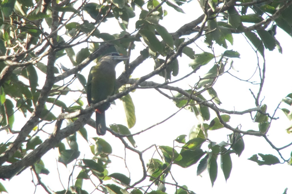 Red-vented Barbet - ML214396401