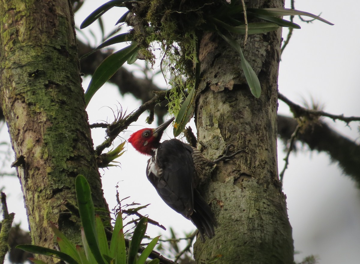 Crimson-crested Woodpecker - ML214398881