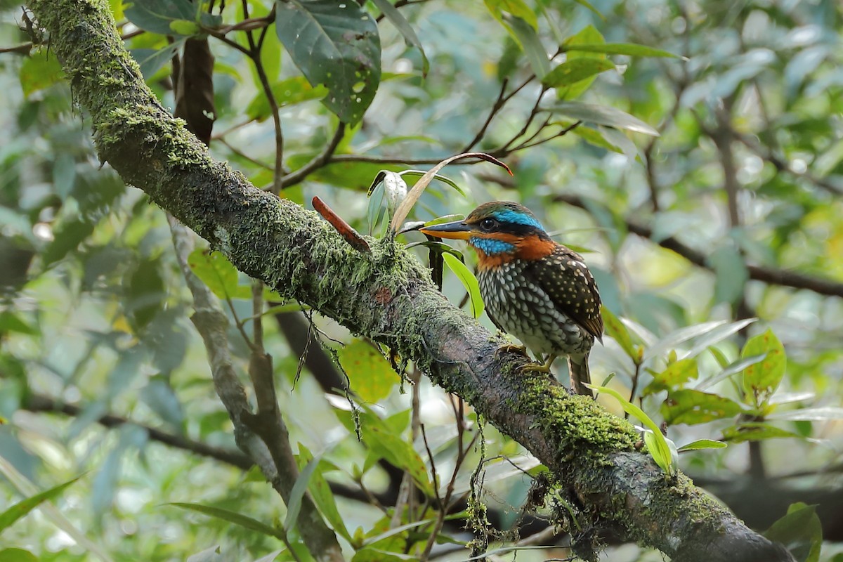 Spotted Kingfisher - ML214400721