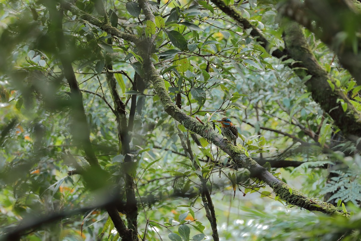 Spotted Kingfisher - ML214400751