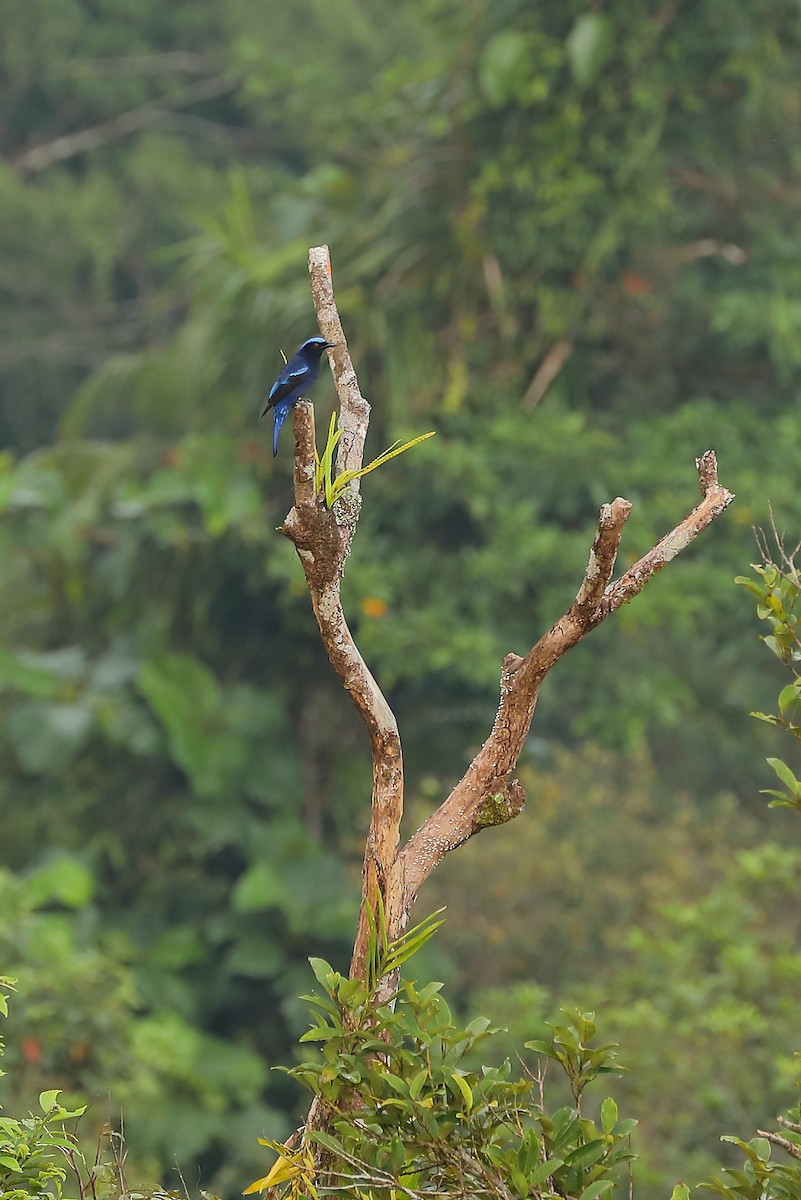Philippine Fairy-bluebird - ML214400801