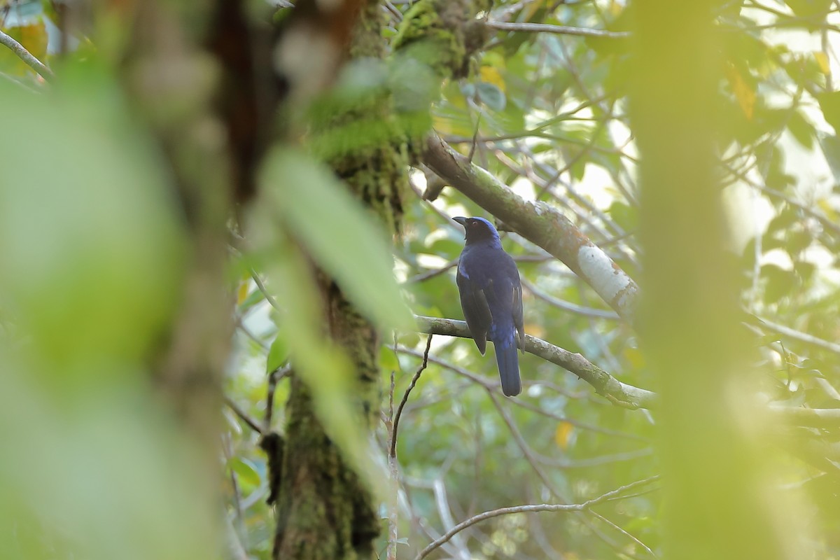 Philippine Fairy-bluebird - ML214400811