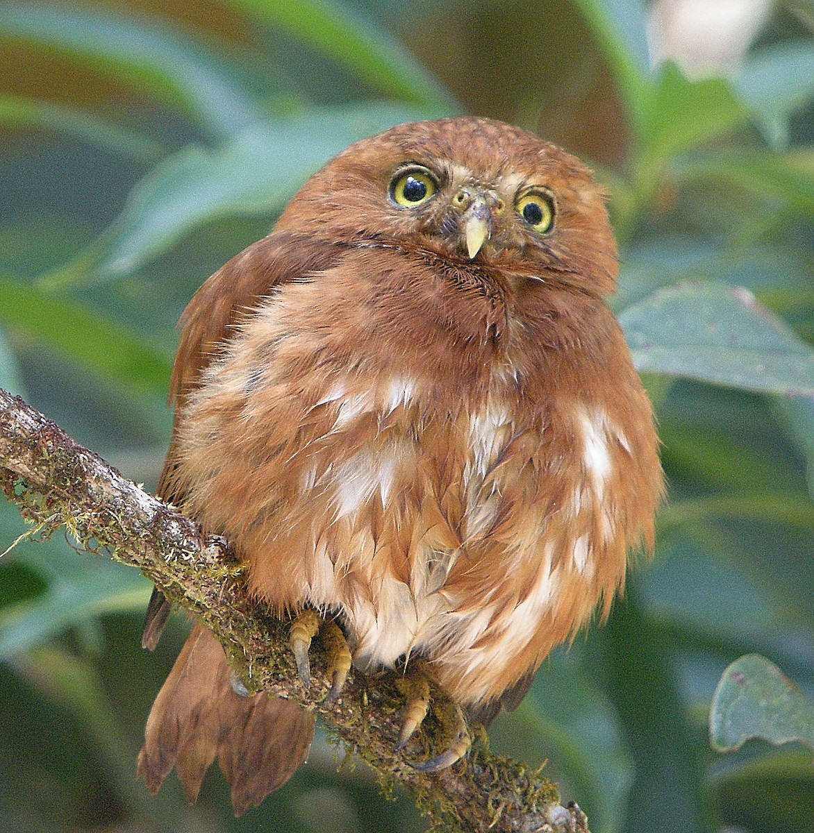 Costa Rican Pygmy-Owl - Francis Pease
