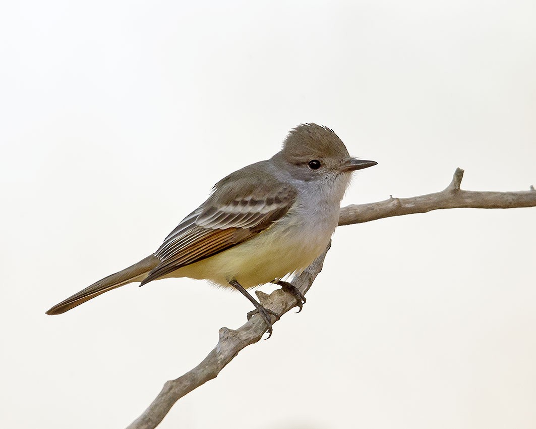 Ash-throated Flycatcher - Tina Green