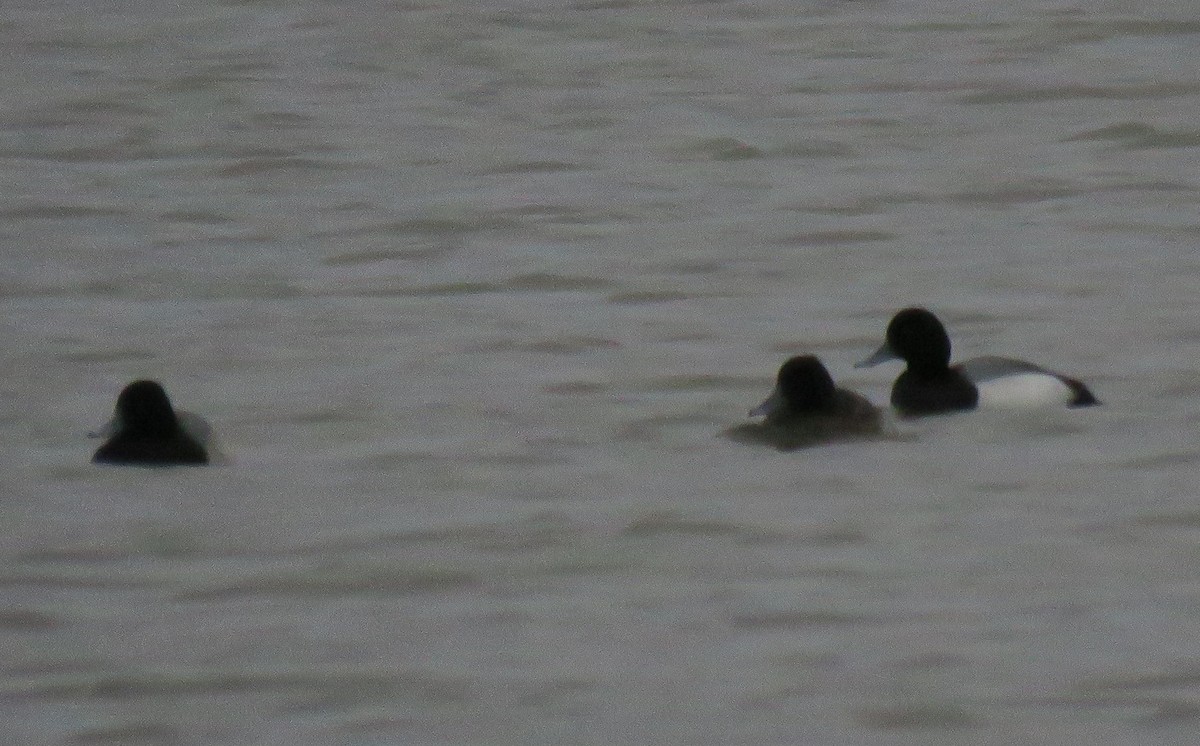 Greater Scaup - Brad Jacobs