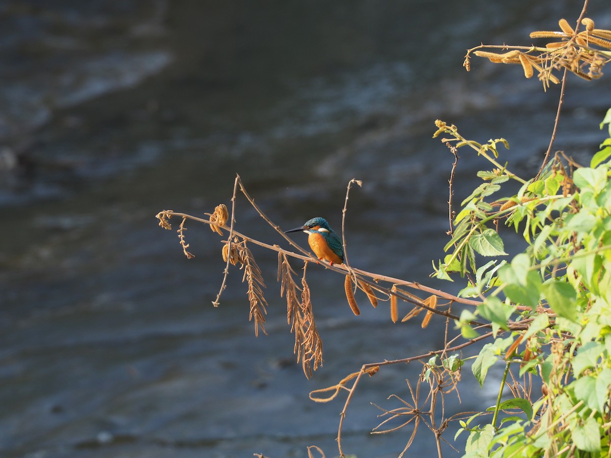 Common Kingfisher - Marc Choisy