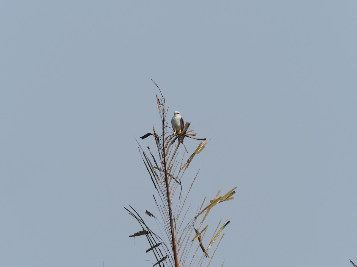 Black-winged Kite - Marc Choisy