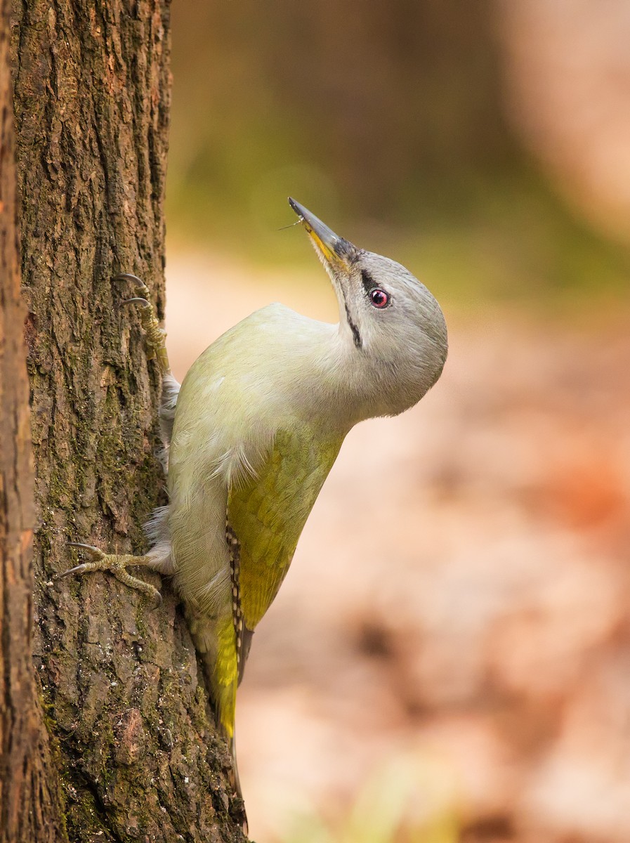 Gray-headed Woodpecker - ML214406381