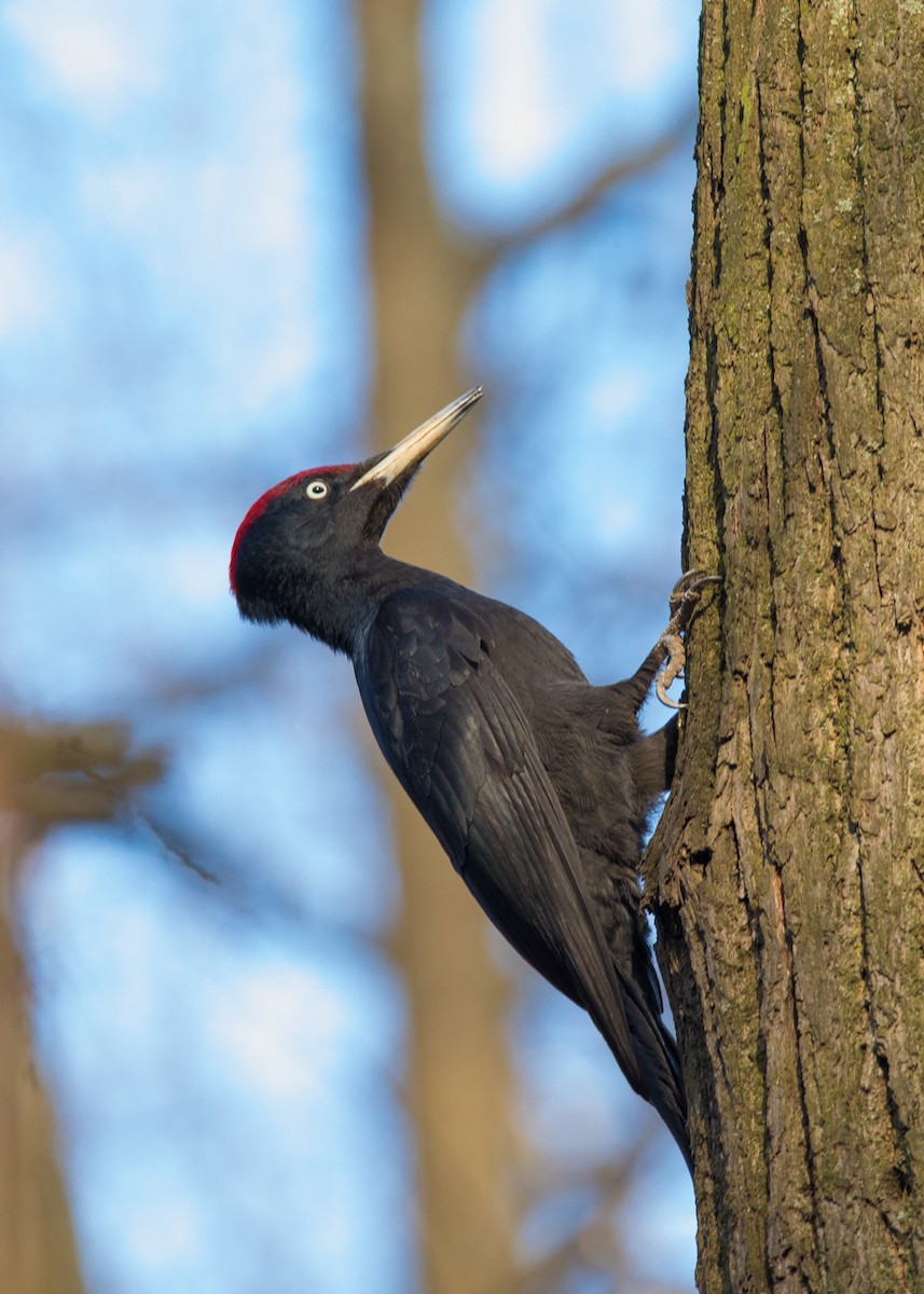 Black Woodpecker - ML214406511
