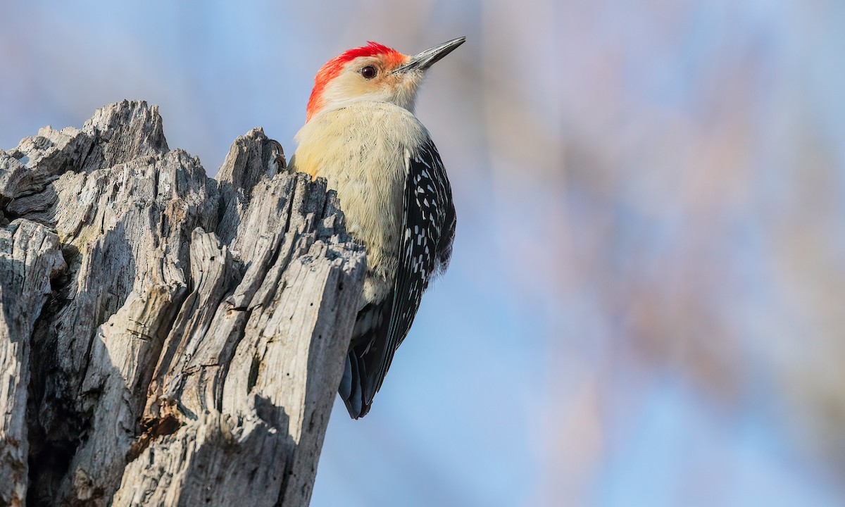 Red-bellied Woodpecker - Cesar Ponce