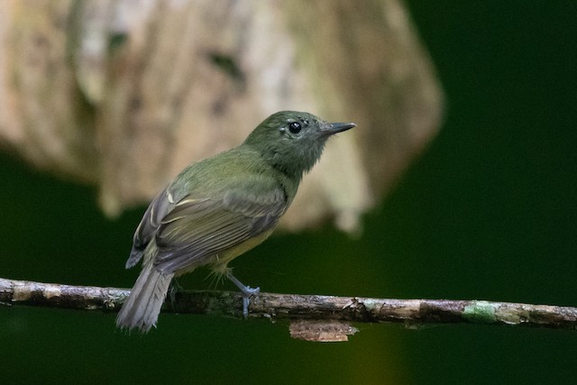 Ochre-bellied Flycatcher