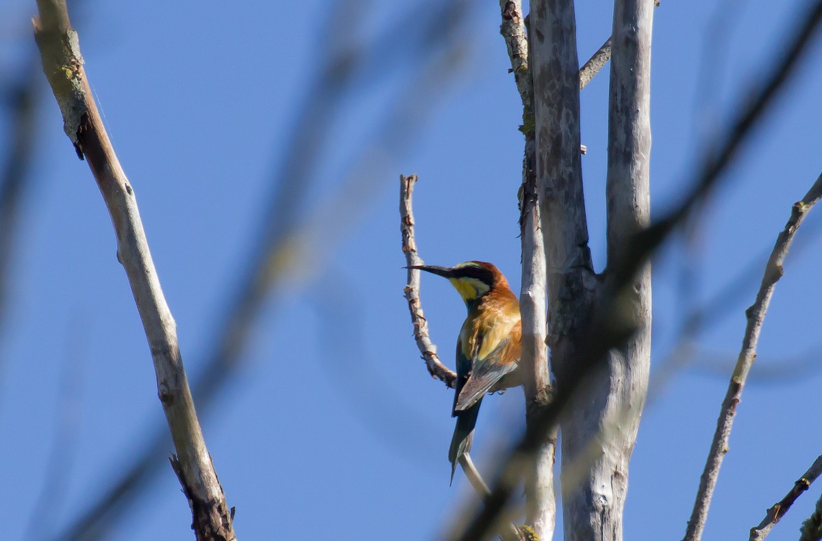 European Bee-eater - Lorenzo  Bruscaggin