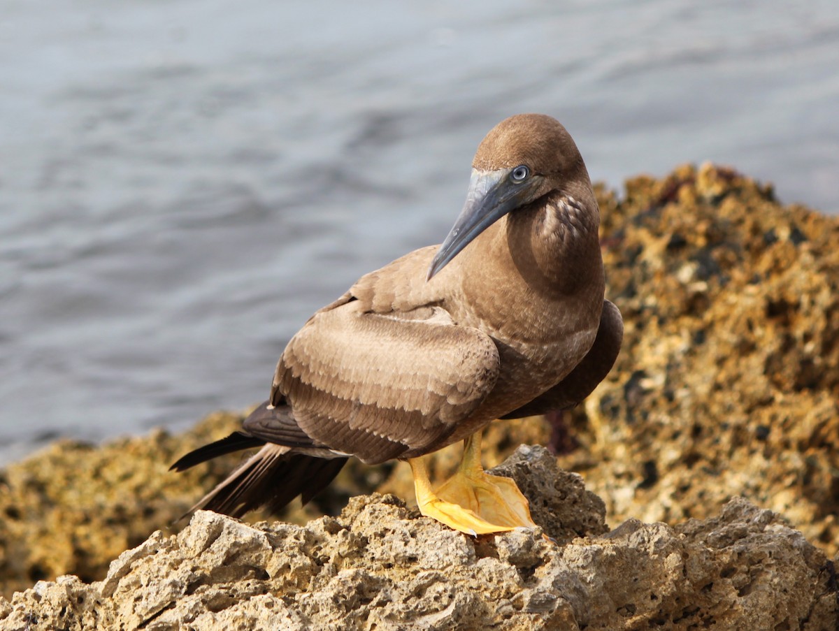 Brown Booby - ML214408401