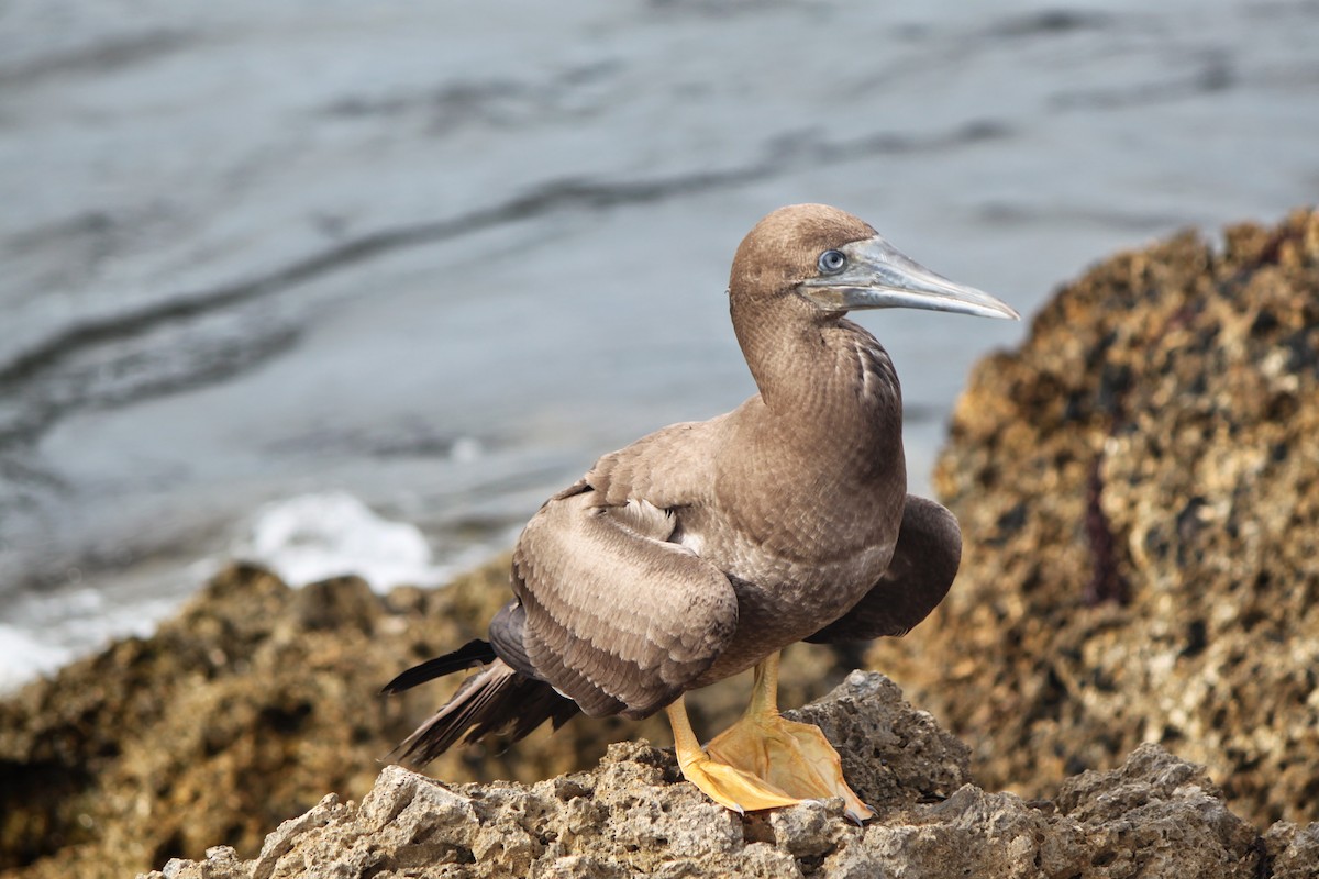 Brown Booby - ML214408421