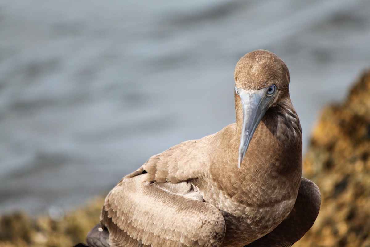 Brown Booby - ML214408431