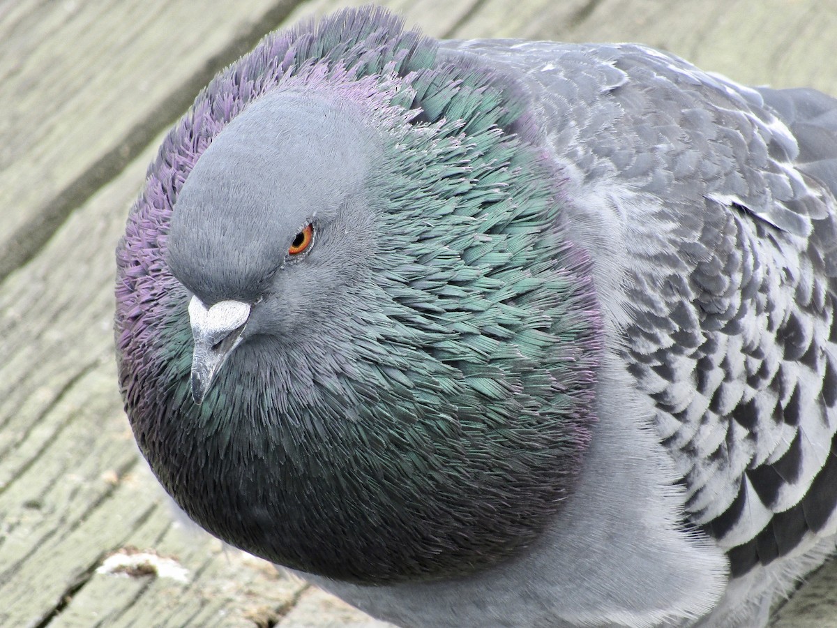 Rock Pigeon (Feral Pigeon) - ML214413711