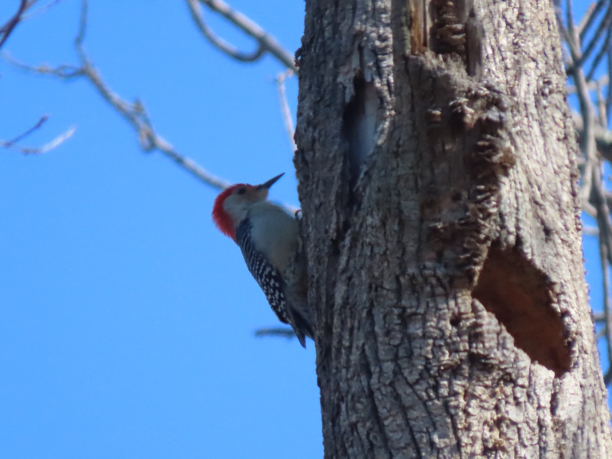Red-bellied Woodpecker - Saw Mill River Audubon