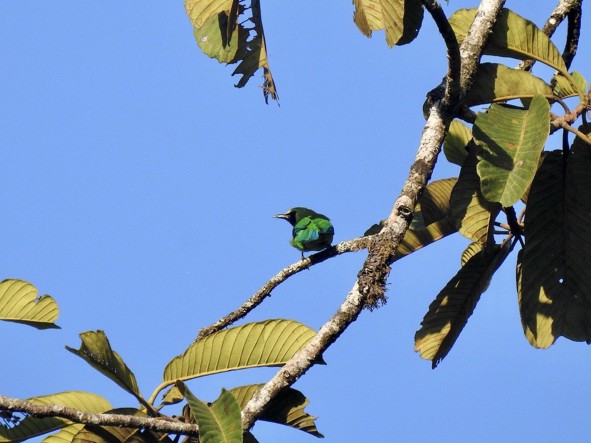 Blue-winged Leafbird - David Ratcliffe