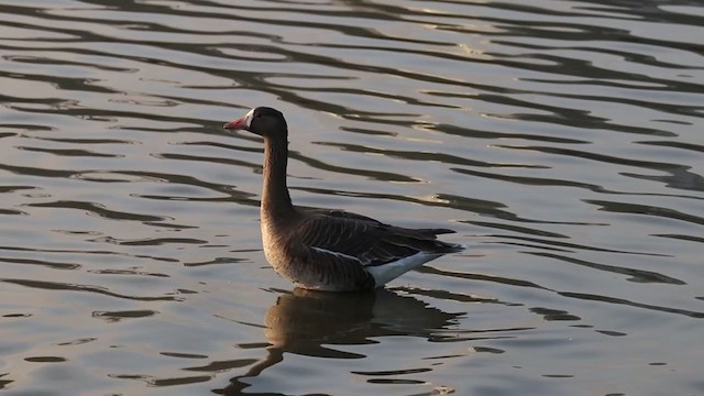 Greater White-fronted Goose - ML214417561