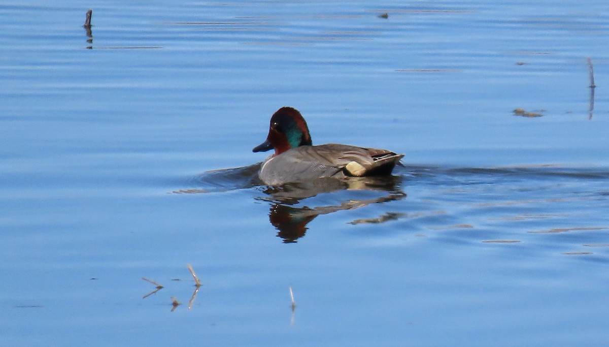 Green-winged Teal - ML214419021