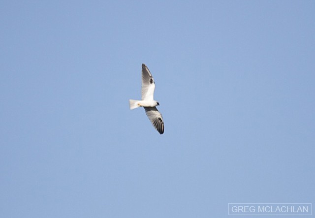 Black-shouldered Kite - ML21441911