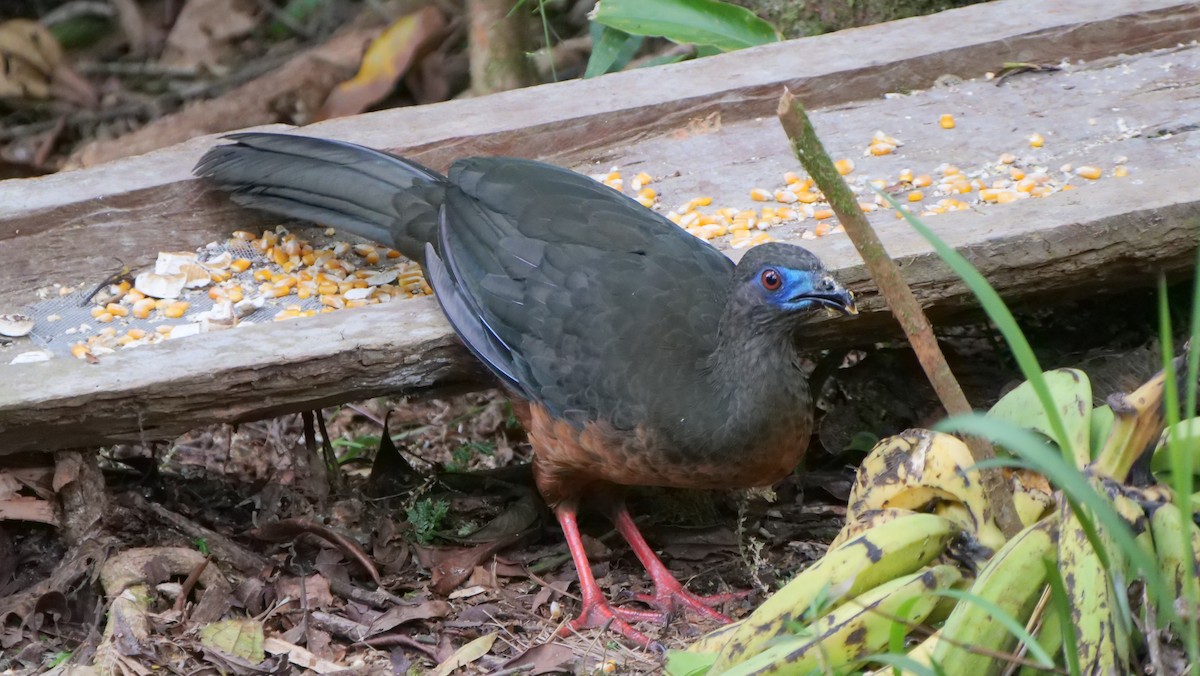 Sickle-winged Guan - ML214423061