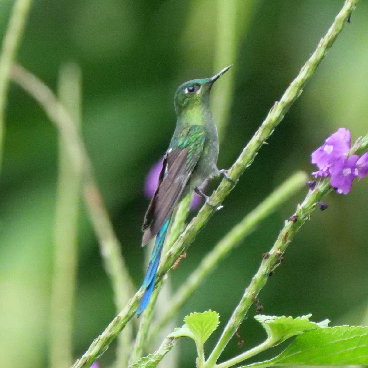 Long-tailed Sylph - ML214423861
