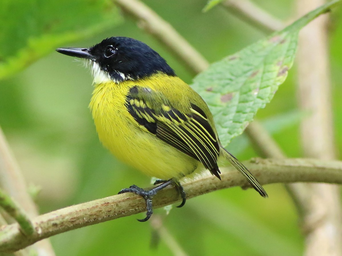 Black-headed Tody-Flycatcher - Todirostrum nigriceps - Birds of the World