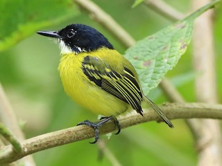  - Black-headed Tody-Flycatcher