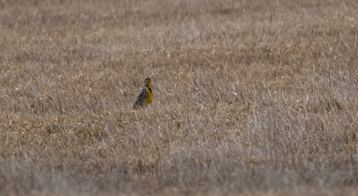 Eastern Meadowlark - Kevin Couture