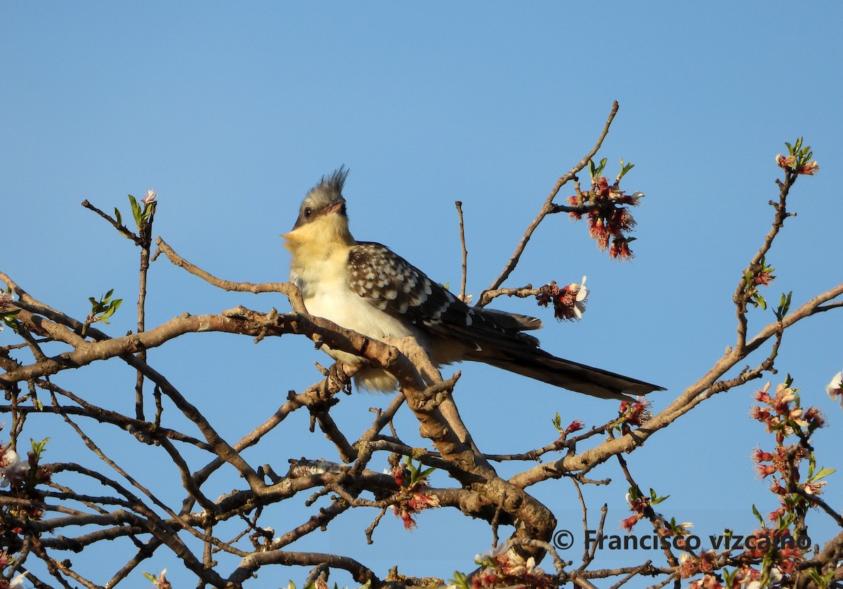 Great Spotted Cuckoo - ML214440321