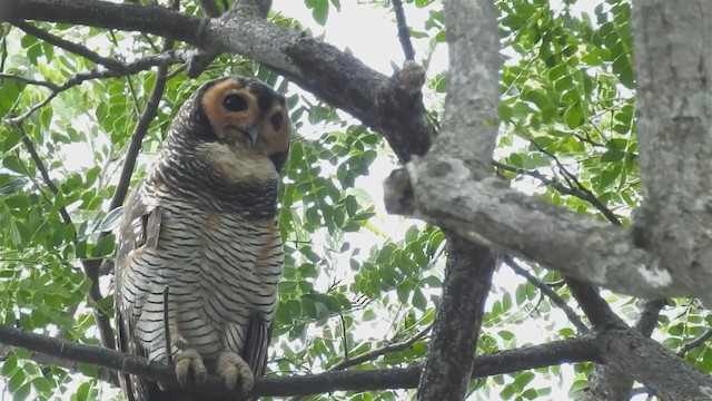 Spotted Wood-Owl - ML214442351
