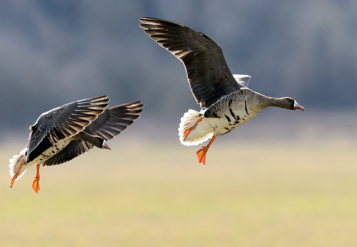 Greater White-fronted Goose - ML214445261