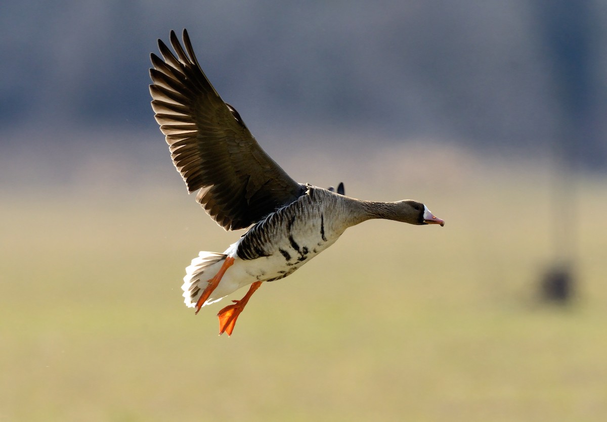 Greater White-fronted Goose - ML214445291