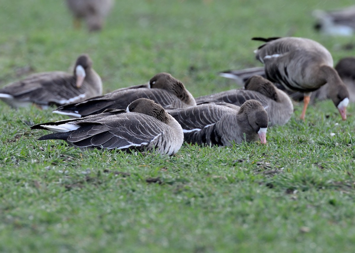 Greater White-fronted Goose - ML214445311