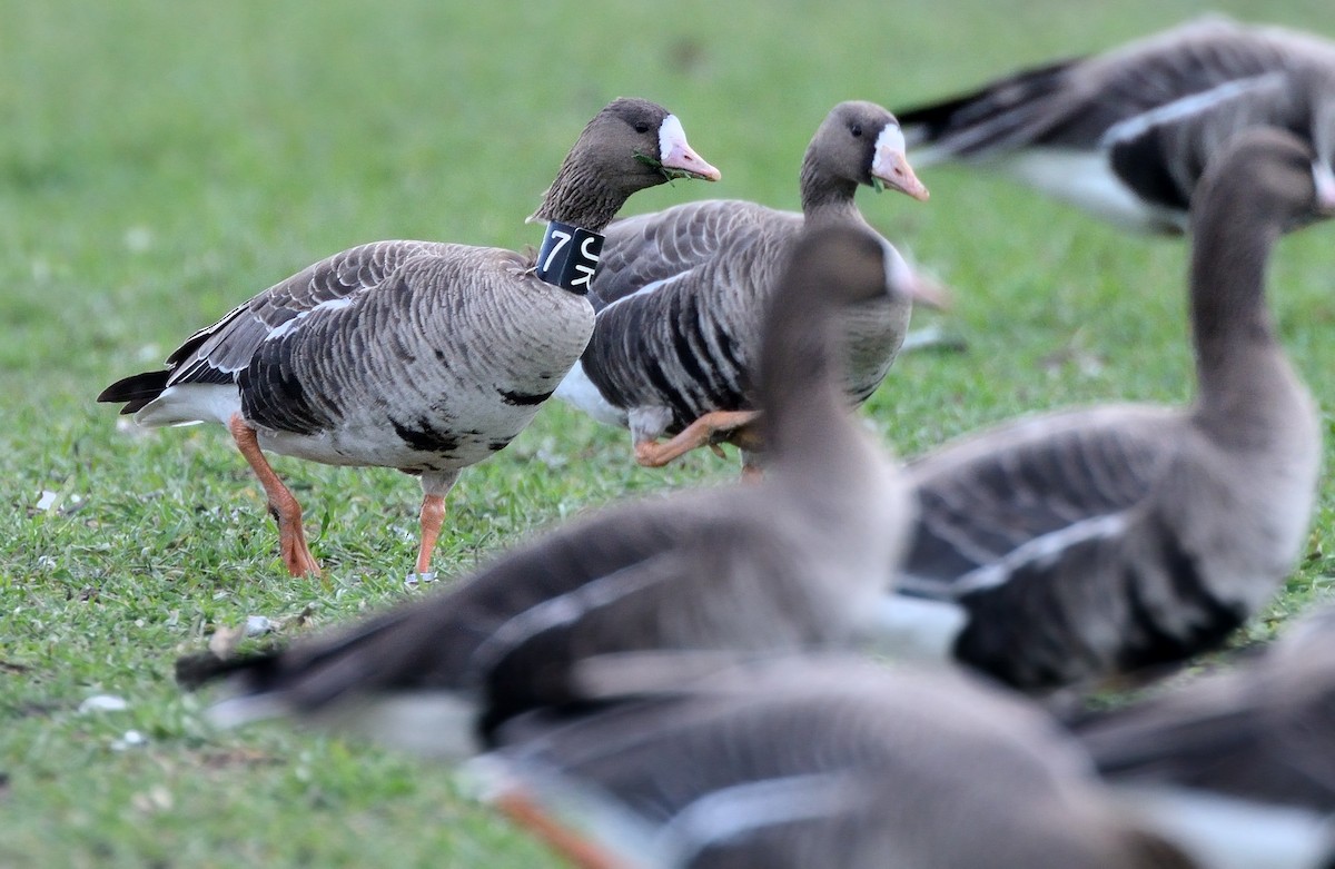 Greater White-fronted Goose - ML214445331