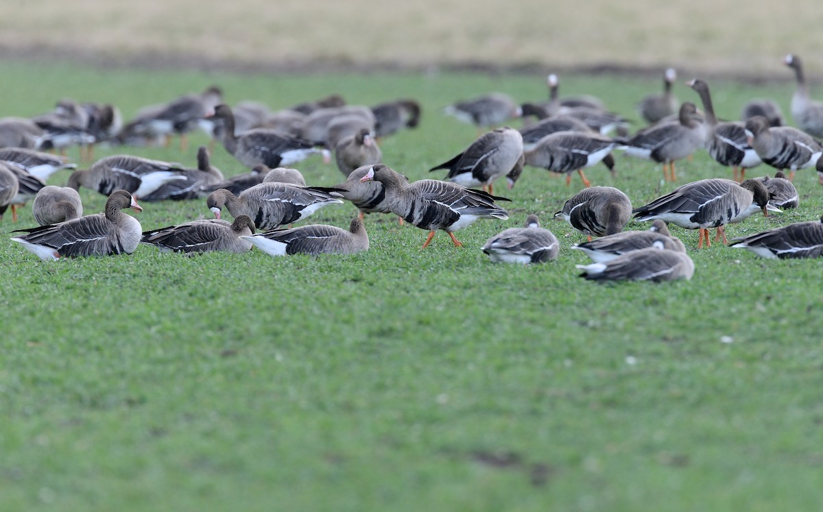 Greater White-fronted Goose - ML214445341