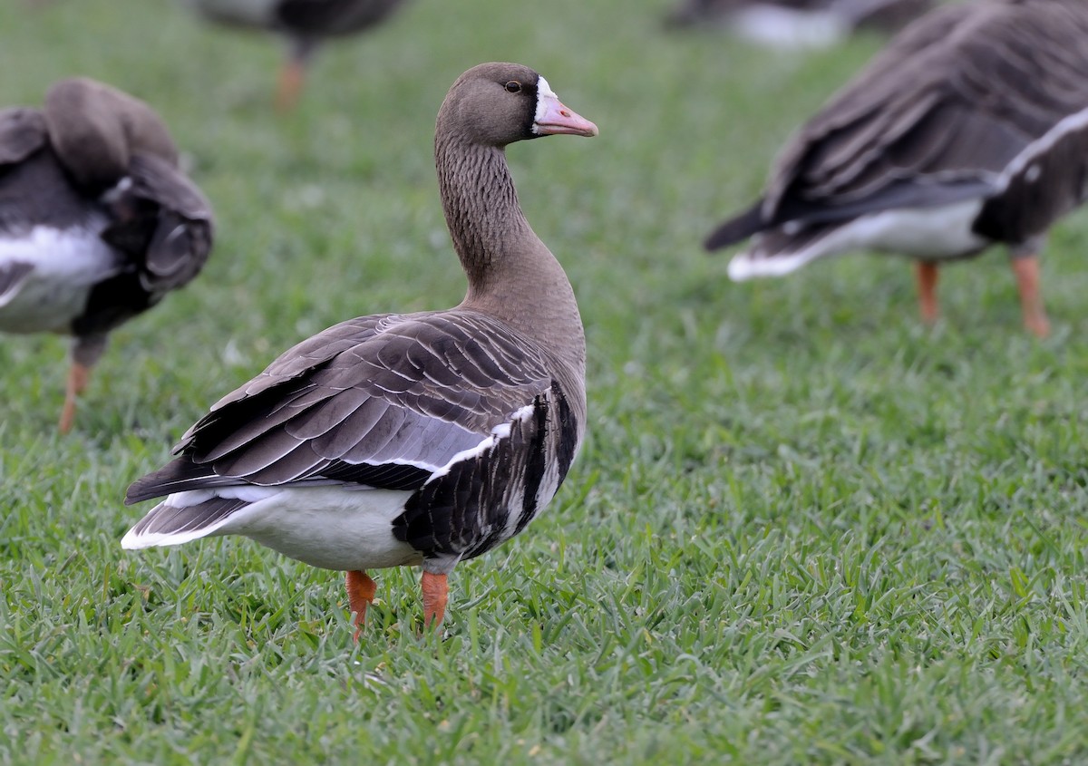 Greater White-fronted Goose - ML214445351
