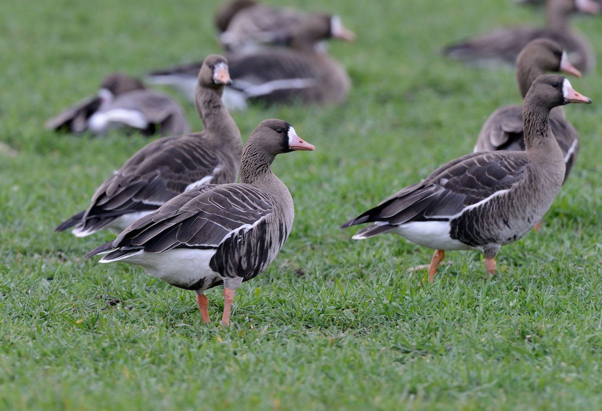 Greater White-fronted Goose - ML214445371