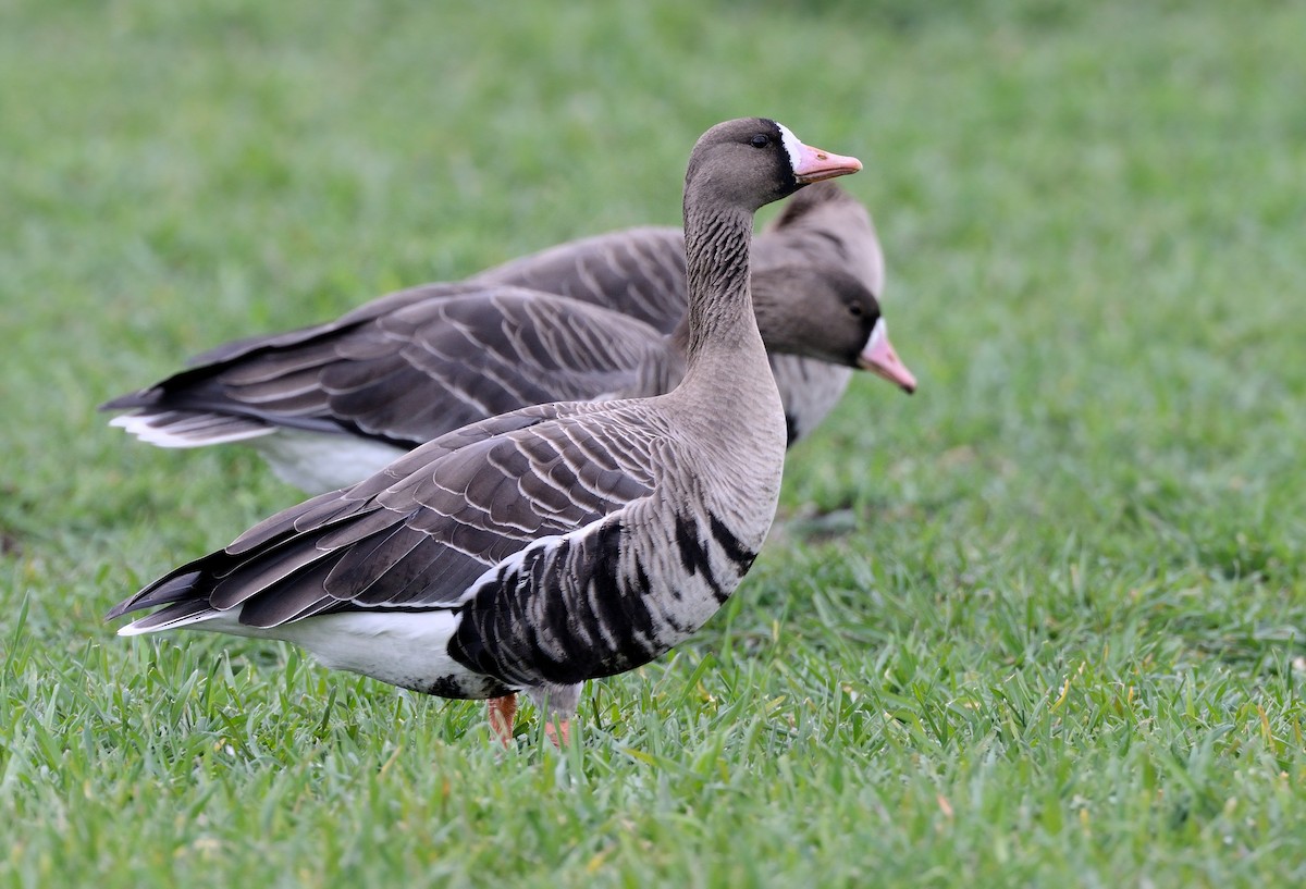 Greater White-fronted Goose - ML214445411